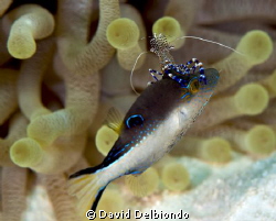 While shore diving in Bonaire at the dive site Torre's Re... by David Delbiondo 